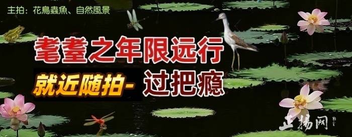 �������а��硱��ɫ�� �����������ֲá���������